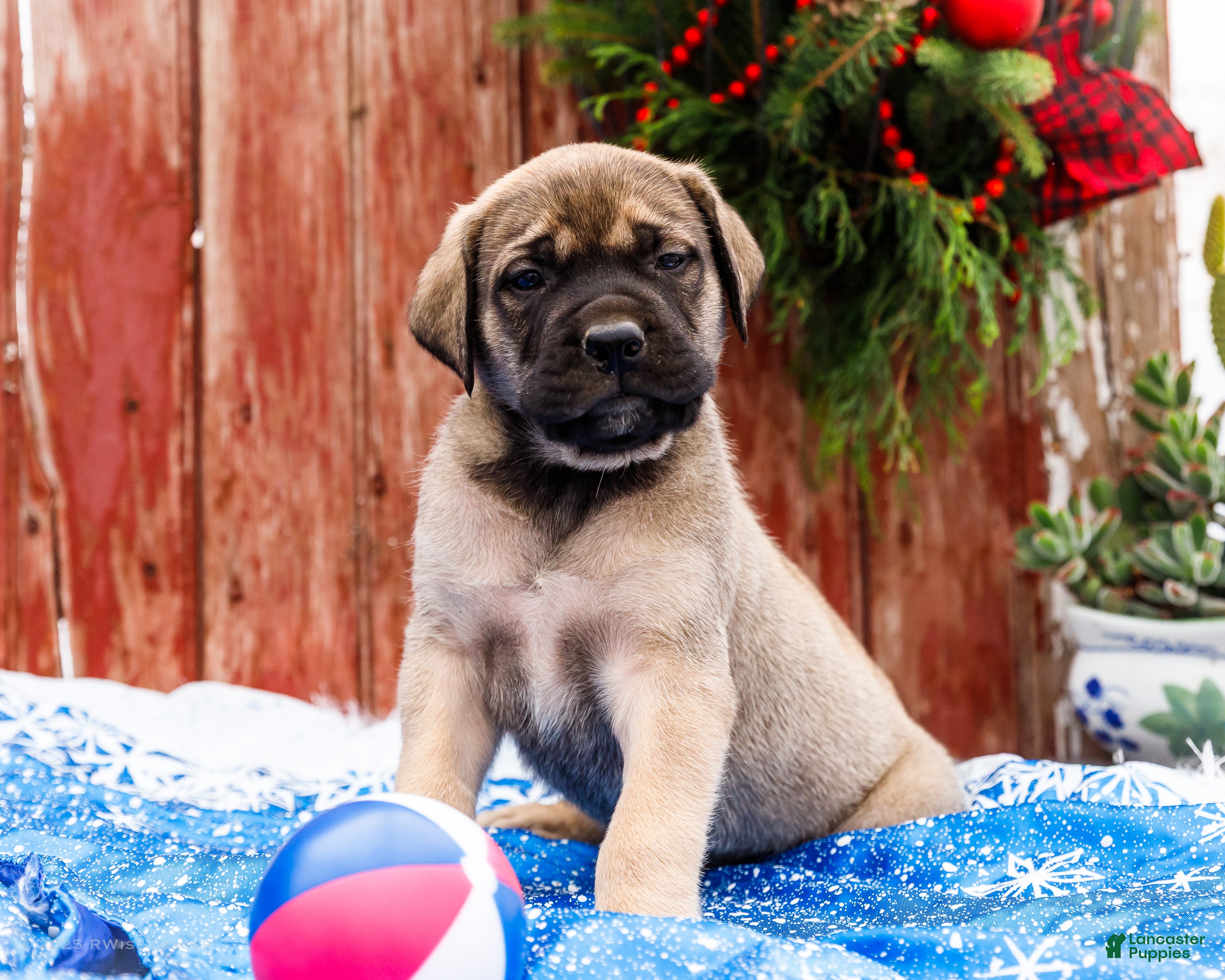 English Mastiff dogs Zack - Ad 2