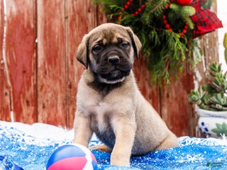 English Mastiff dogs Zack - Ad 2