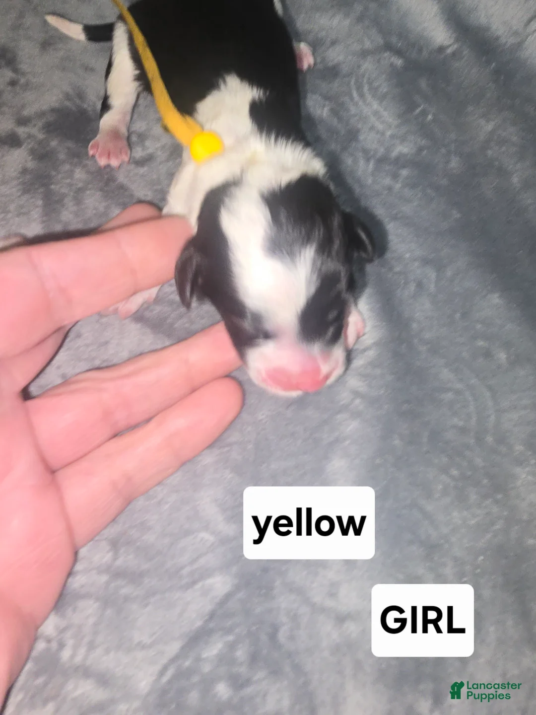 Sheepadoodle dogs for sale: Iris- yellow collar  - Ad 2