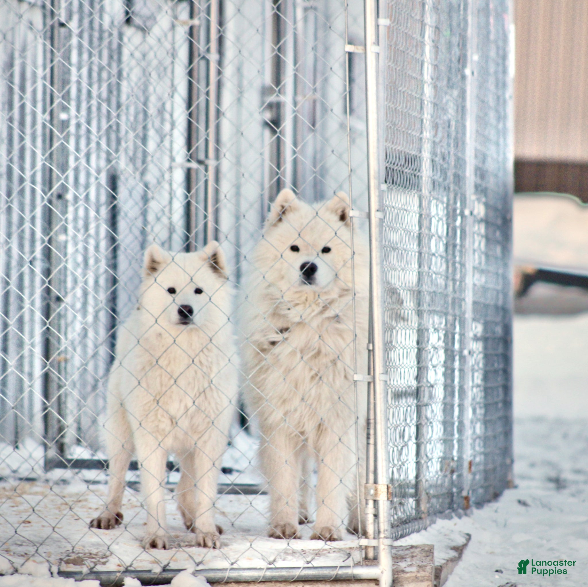 Samoyed dogs Samoyed Puppy 5 - Ad 2
