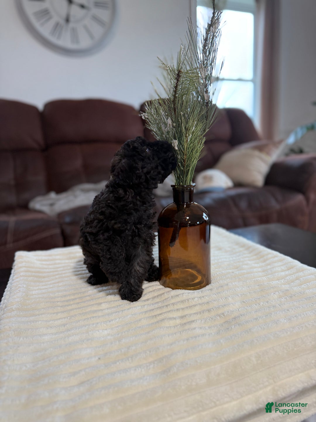 Maltipoo dogs for sale: Rome  - Ad 9