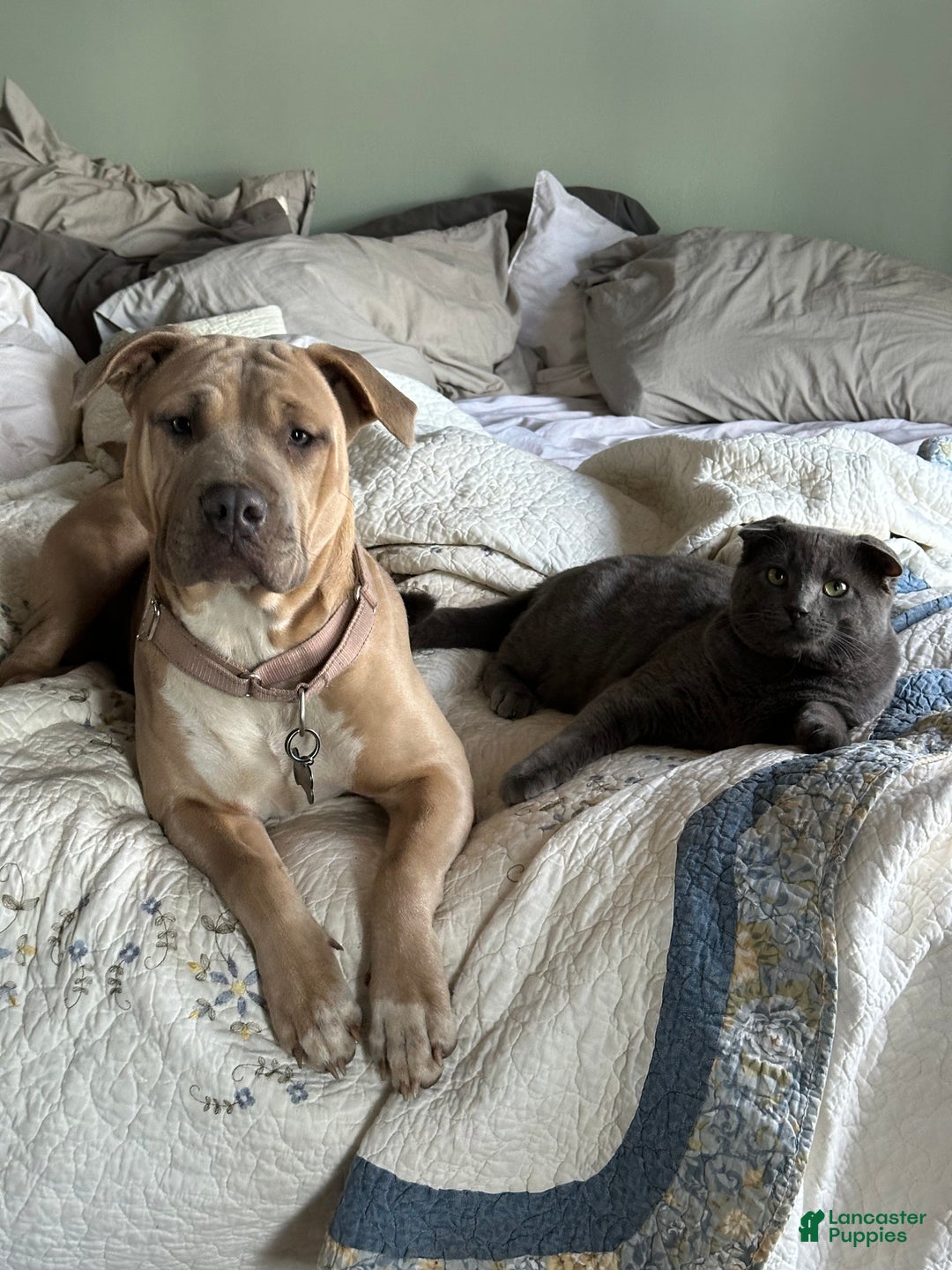 Mixed Breed dogs for sale: Whiley (Why-Lee) - Ad 1