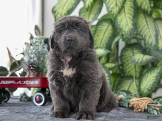 Newfoundland dogs Stone - Ad 9