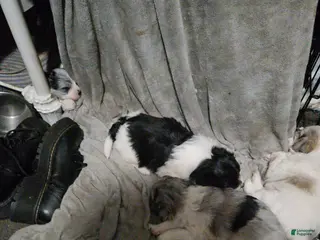 Mixed Breed dogs Mixed Breed Puppy 4 - Ad 21