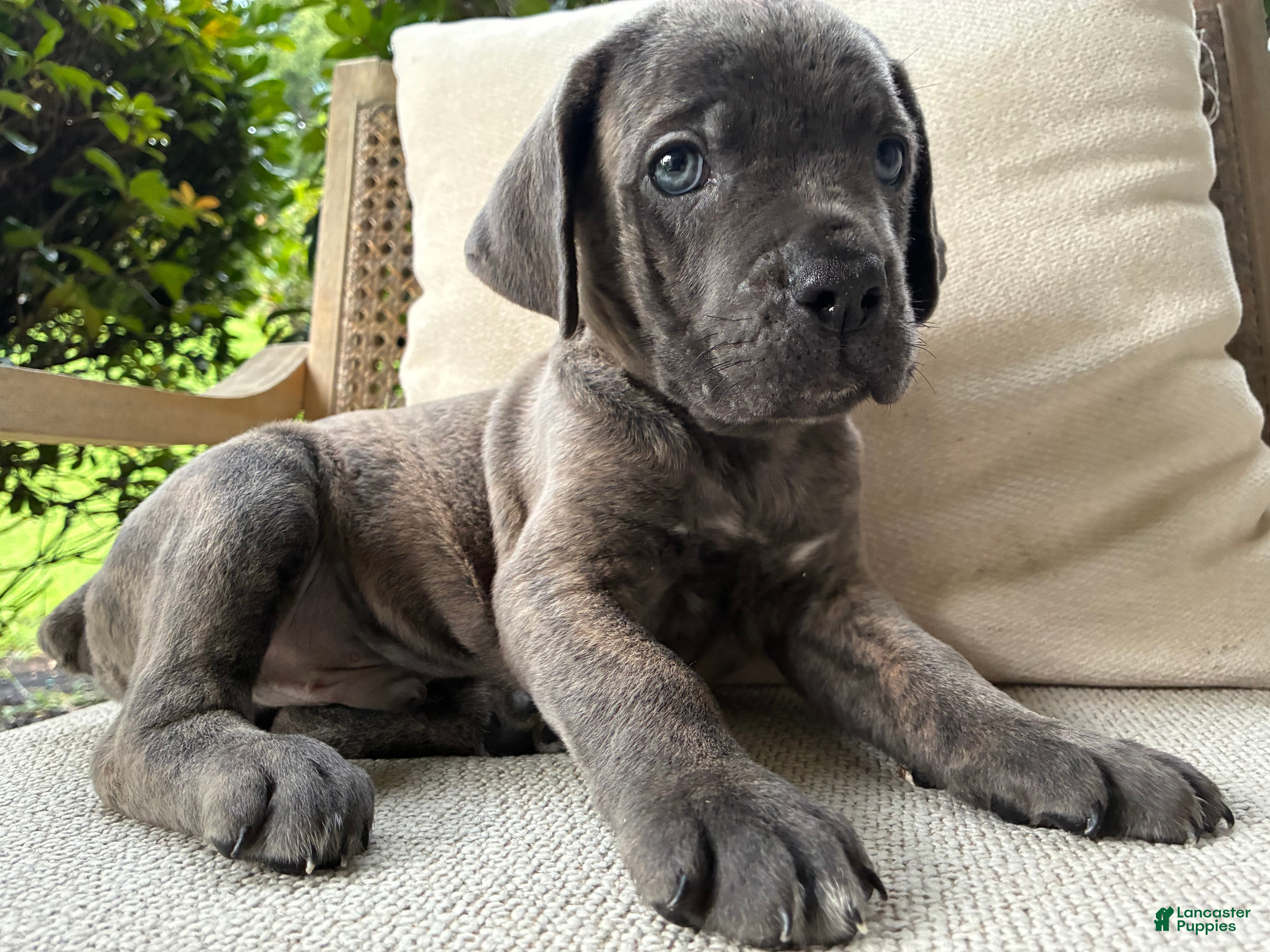 Cane Corso dogs Cane Corso Blue Brindle  - Ad 32