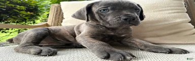 Cane Corso Blue Brindle 