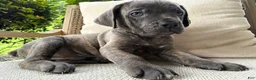 Cane Corso dogs for sale: Cane Corso Blue Brindle  - Ad 1