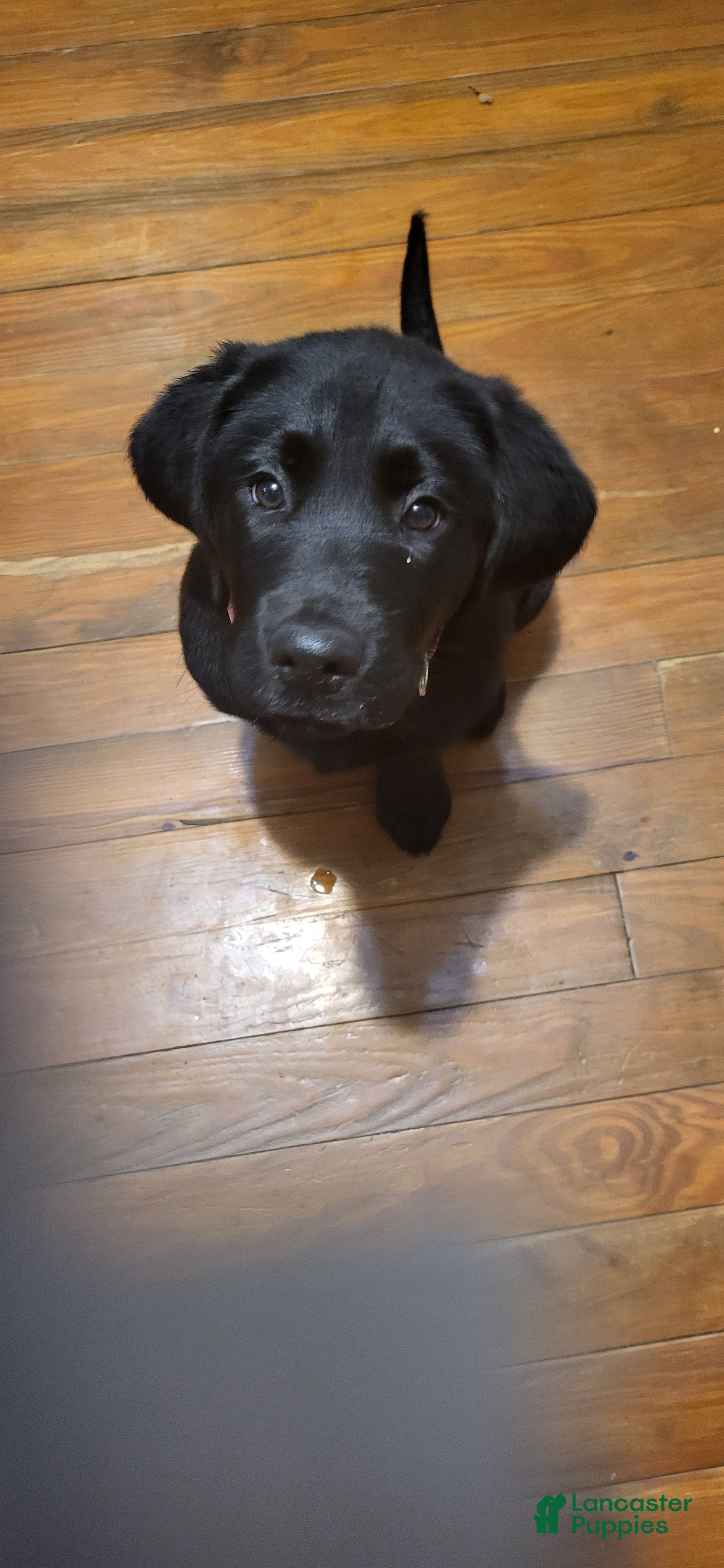 Goldador dogs Goldador Puppy 1 Pink - Ad 1