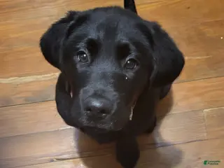 Goldador dogs Goldador Puppy 1 Pink - Ad 11