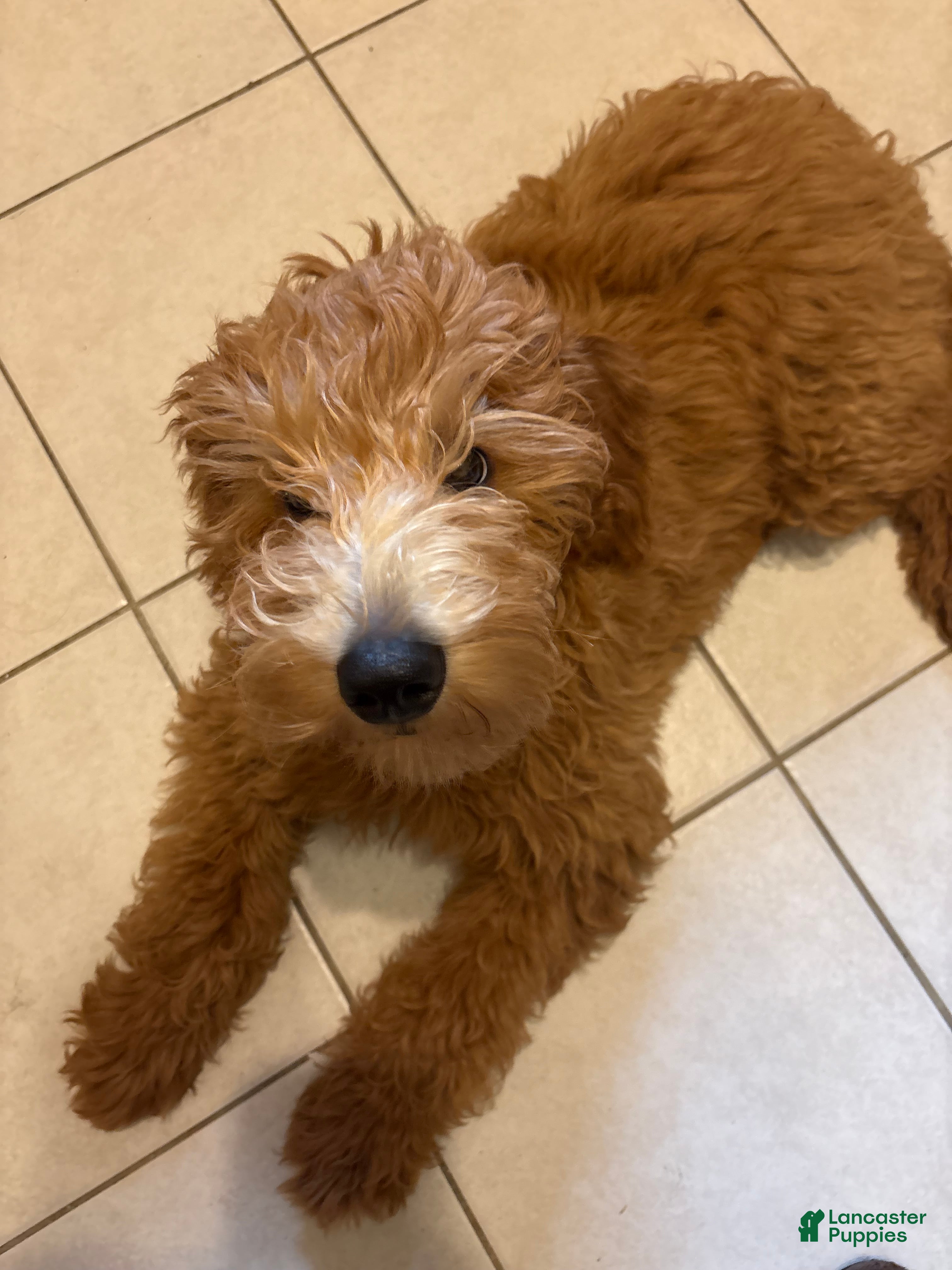 Goldendoodle dogs for sale: Rocky - Ad 39