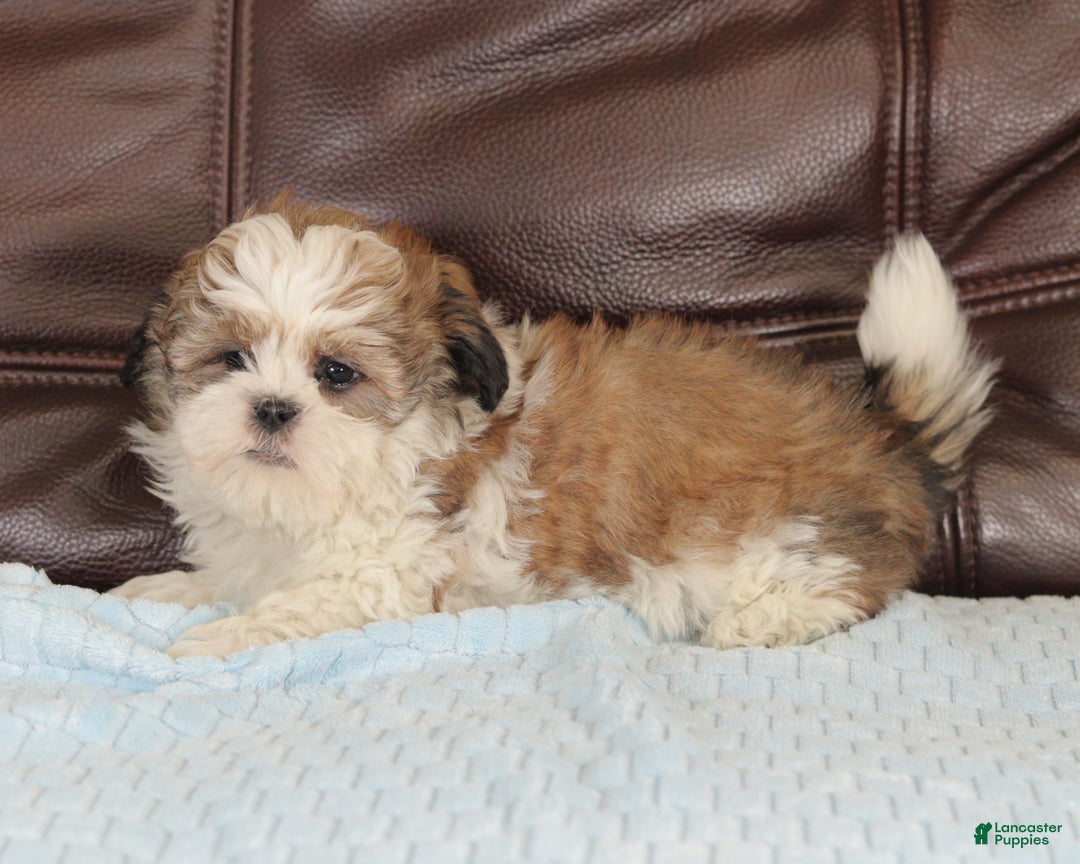 Mixed Breed dogs for sale: Thunder - Ad 5