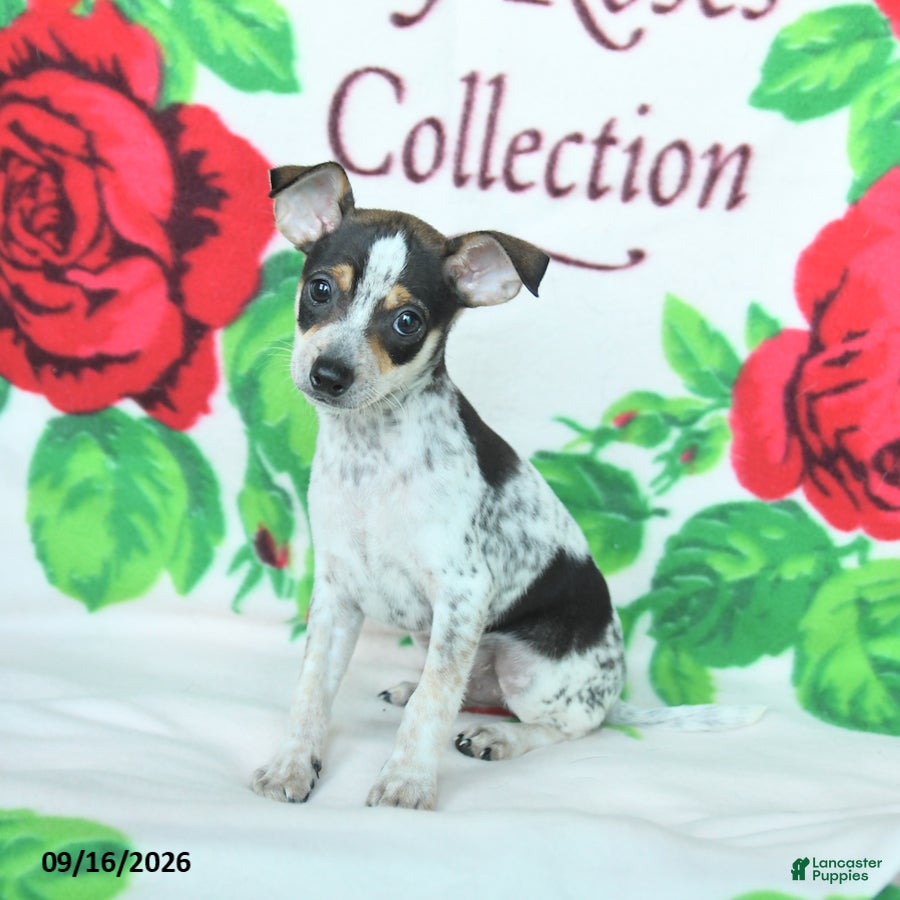 Mixed Breed dogs Hickory - Ad 1