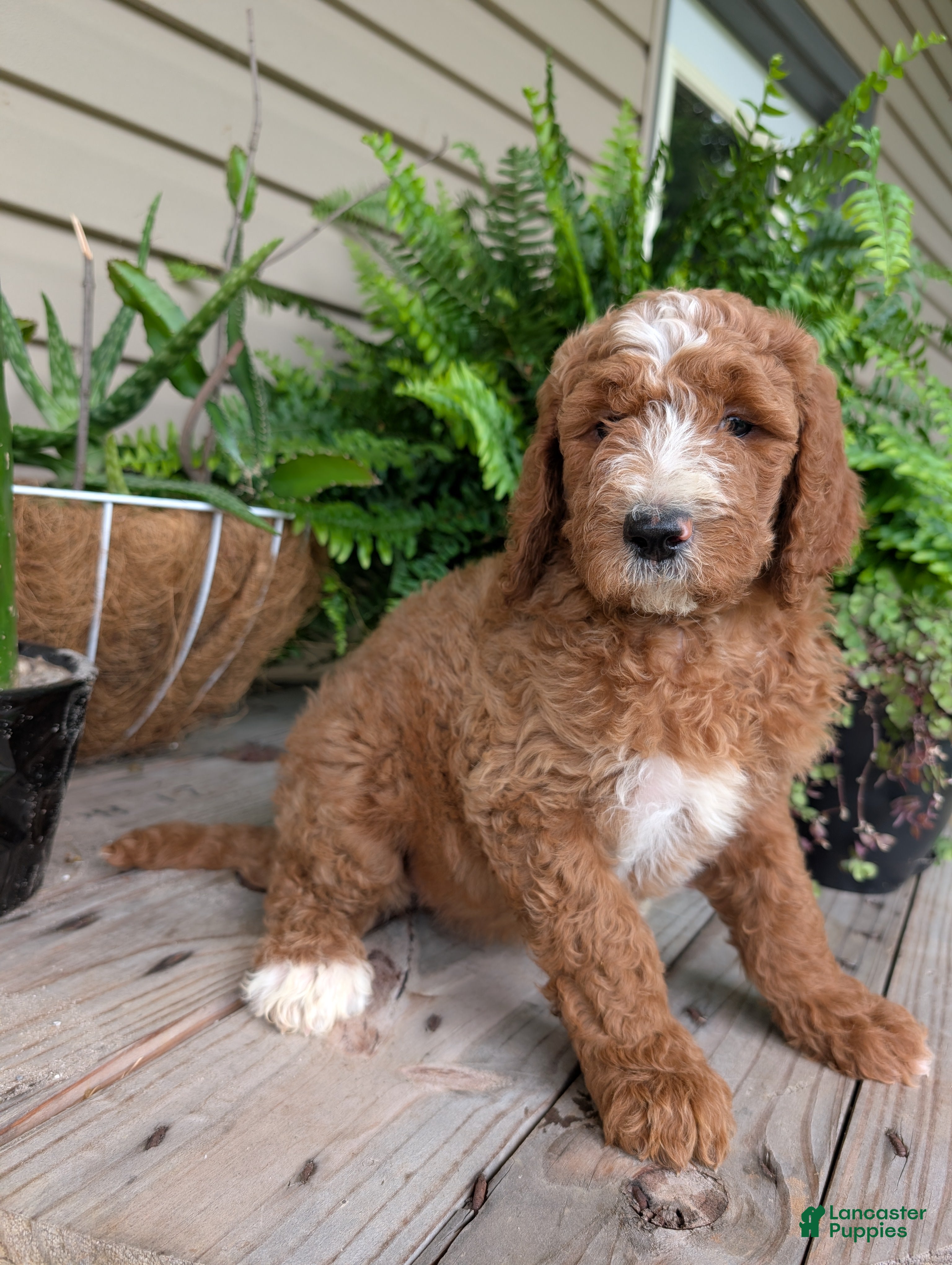 Goldendoodle dogs Suzy - Ad 2