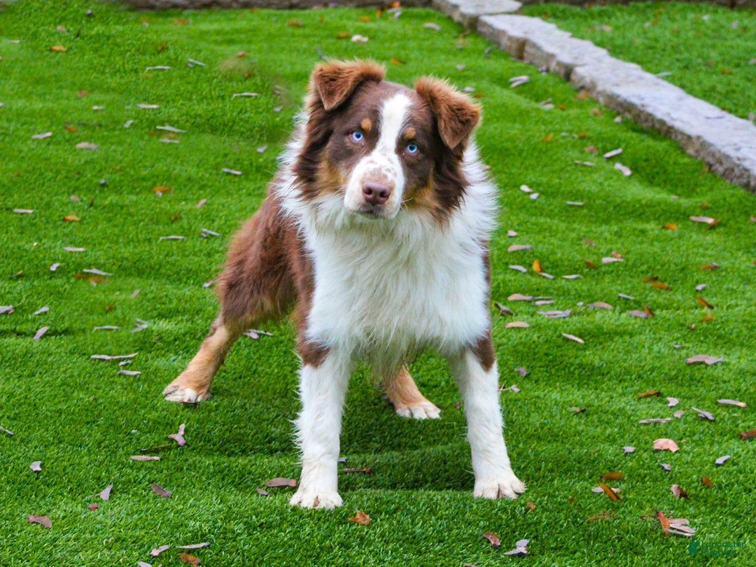 Australian Shepherd dogs for sale: Buddy - Ad 7
