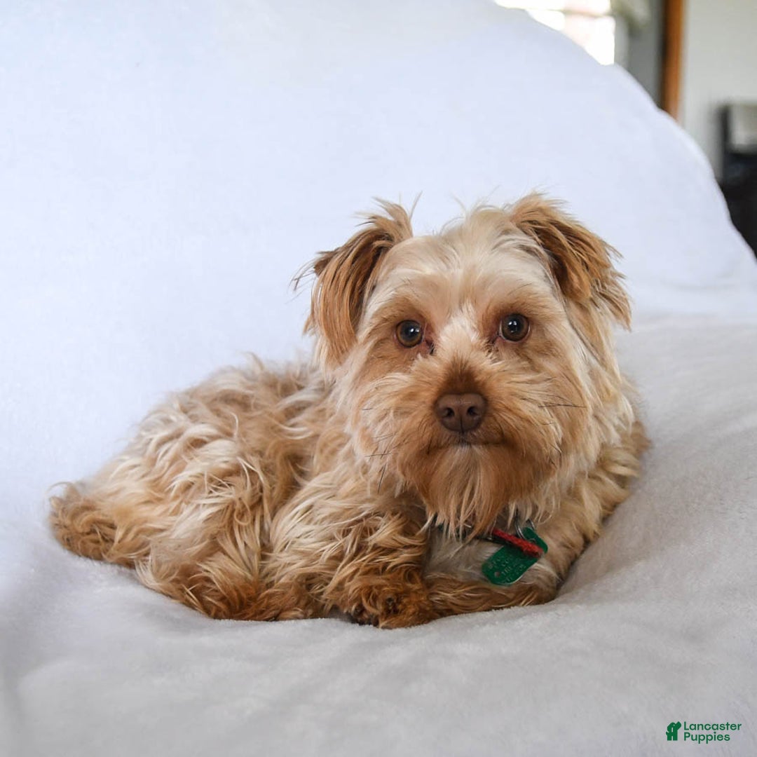 Yorkshire Terrier dogs for sale: Judy - Ad 7