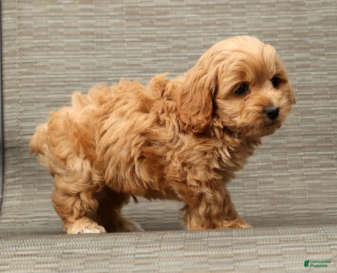 Cockapoo dogs for sale: Hosea - Ad 8