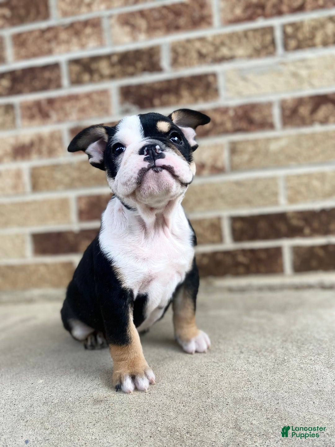 English Bulldog dogs for sale: Frida - Ad 2