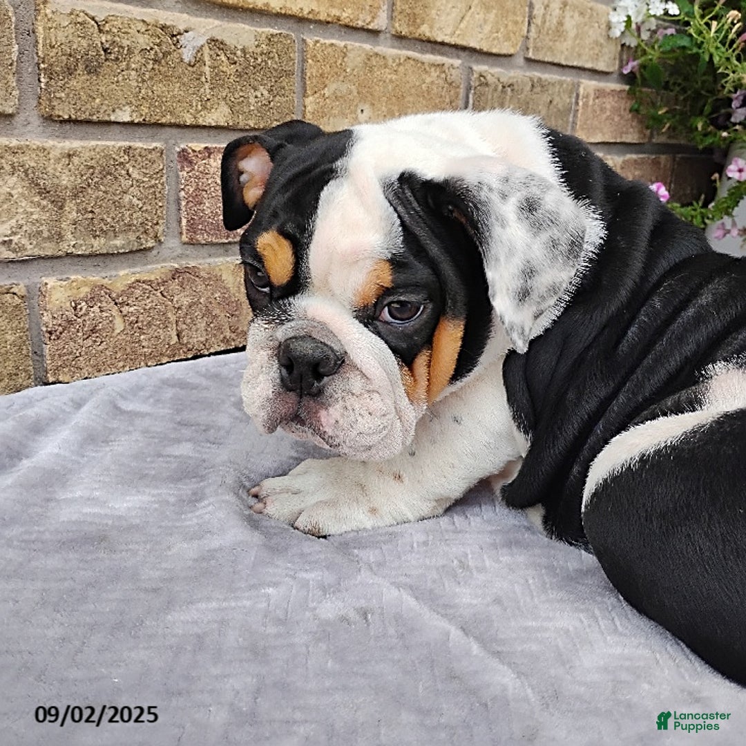 English Bulldog dogs for sale: Rival - Ad 8