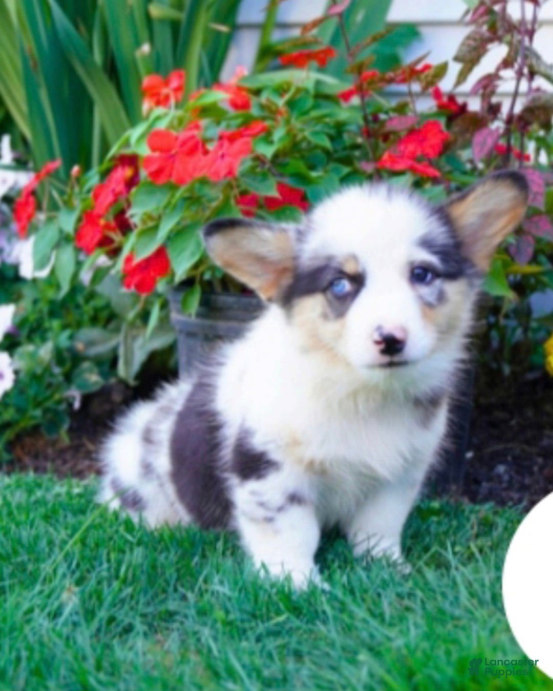Welsh Corgi Pembroke dogs for sale: Randy 🌟 ADOPTION SPECIAL - Ad 16