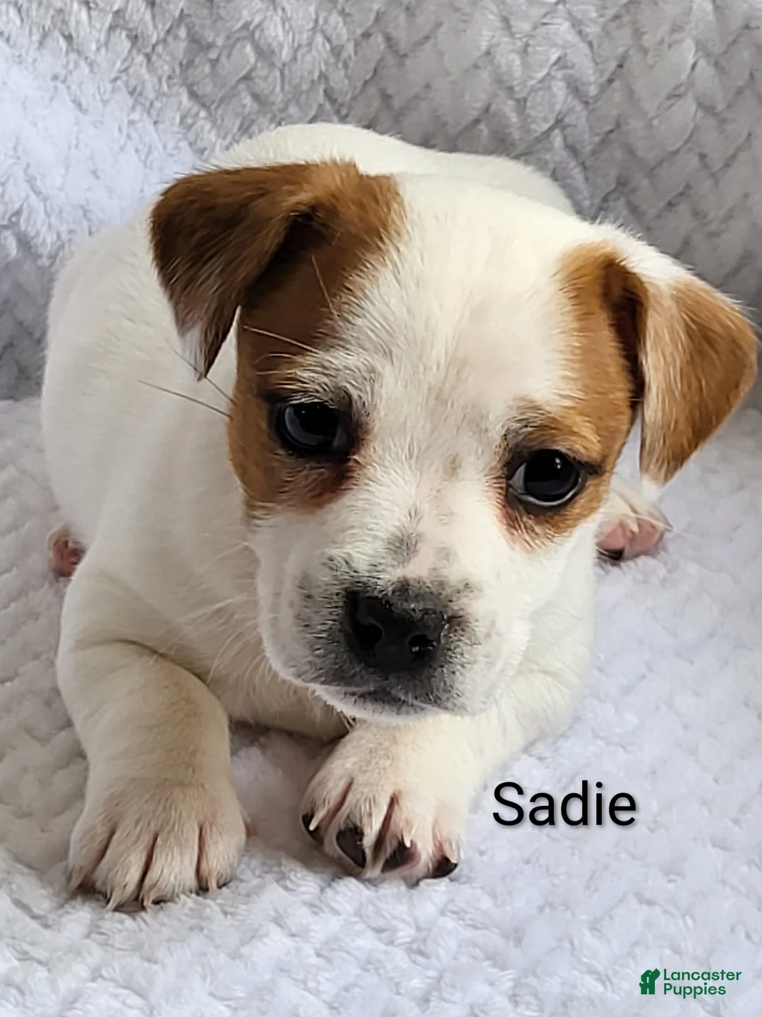 Jack Russell Terrier dogs for sale: Jack Russell Terrier Puppy 3 - Ad 1