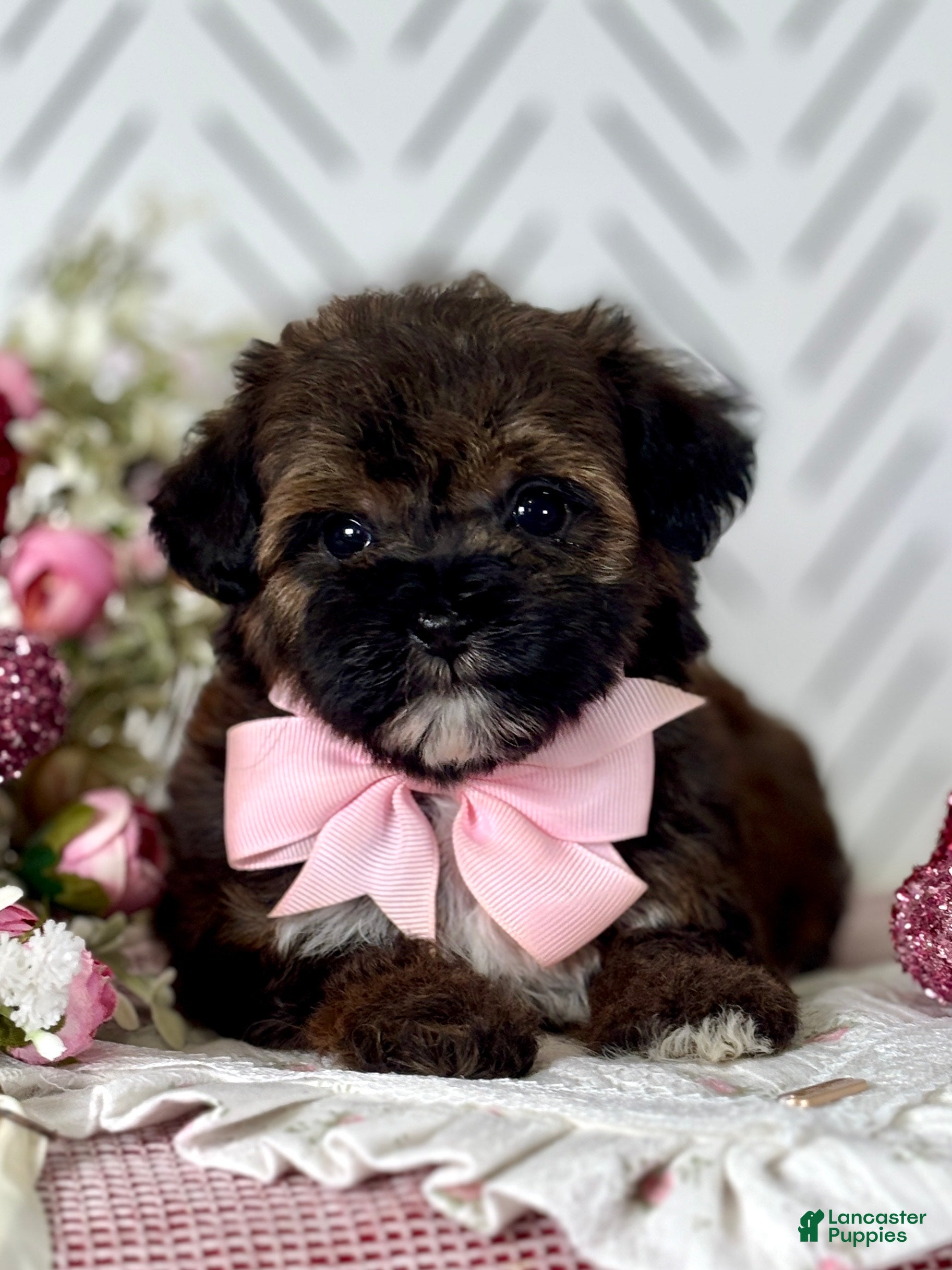 Havapoo dogs Ethal Havapoo Puppy  - Ad 2