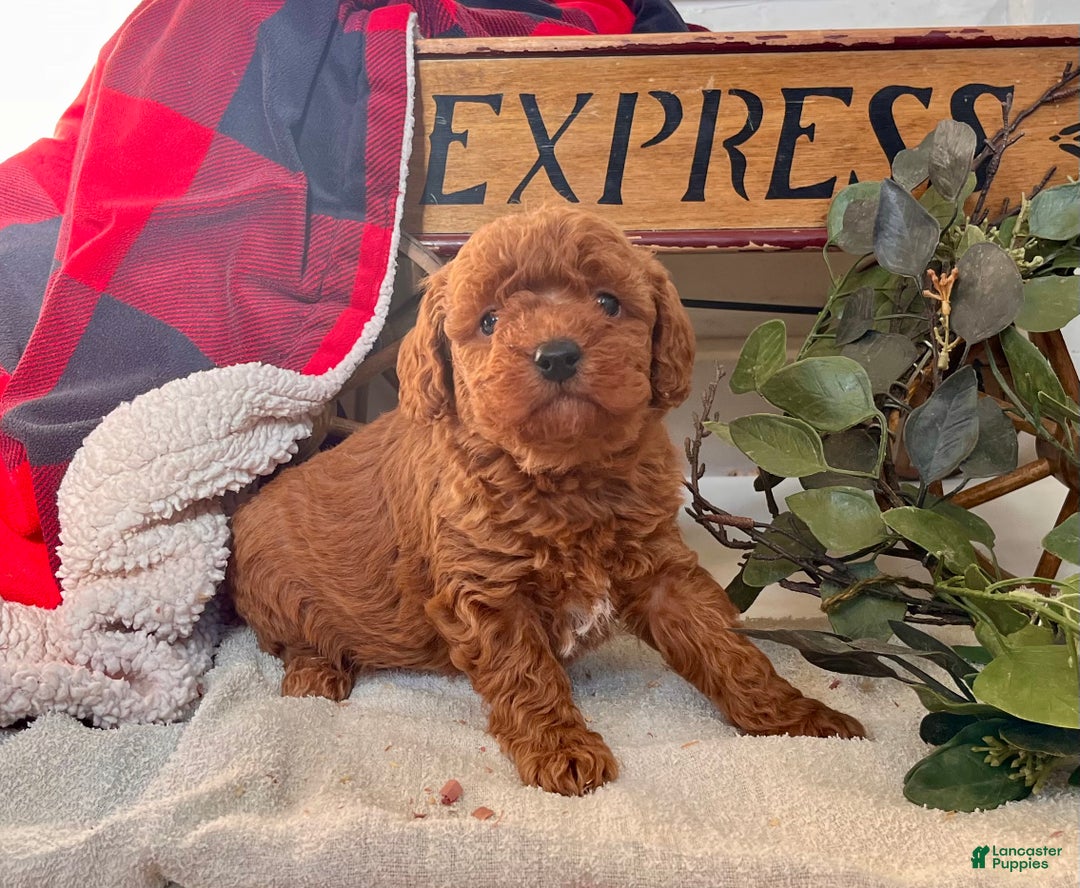 Mixed Breed dogs for sale: Sweet Bubbles❤️🐾Call 717-768-7967 - Ad 1