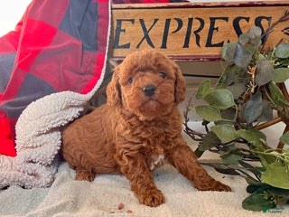 Mixed Breed dogs Sweet Bubbles❤️🐾Call 717-768-7967 - Ad 34