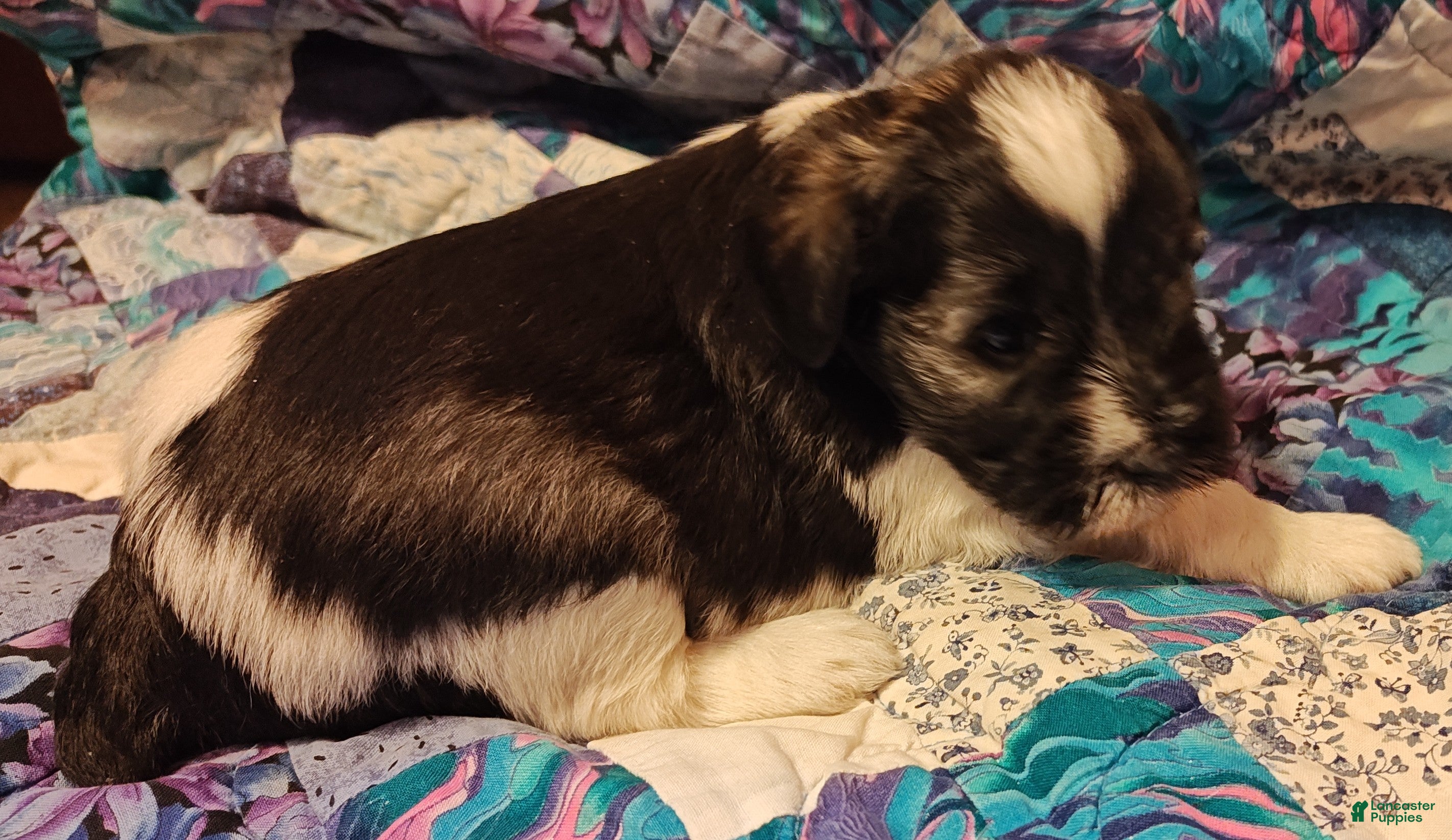 Miniature Schnauzer dogs Miniature Schnauzer Girl 1 - Ad 20