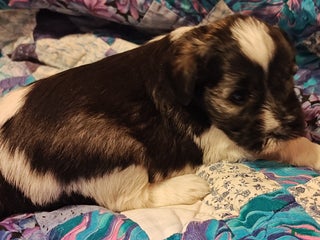 Miniature Schnauzer dogs Miniature Schnauzer Girl 1 - Ad 14