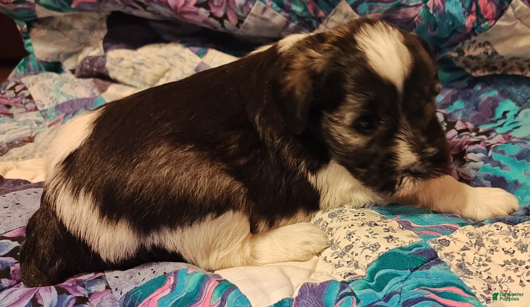 Miniature Schnauzer dogs for sale: Miniature Schnauzer Girl 1 - Ad 4