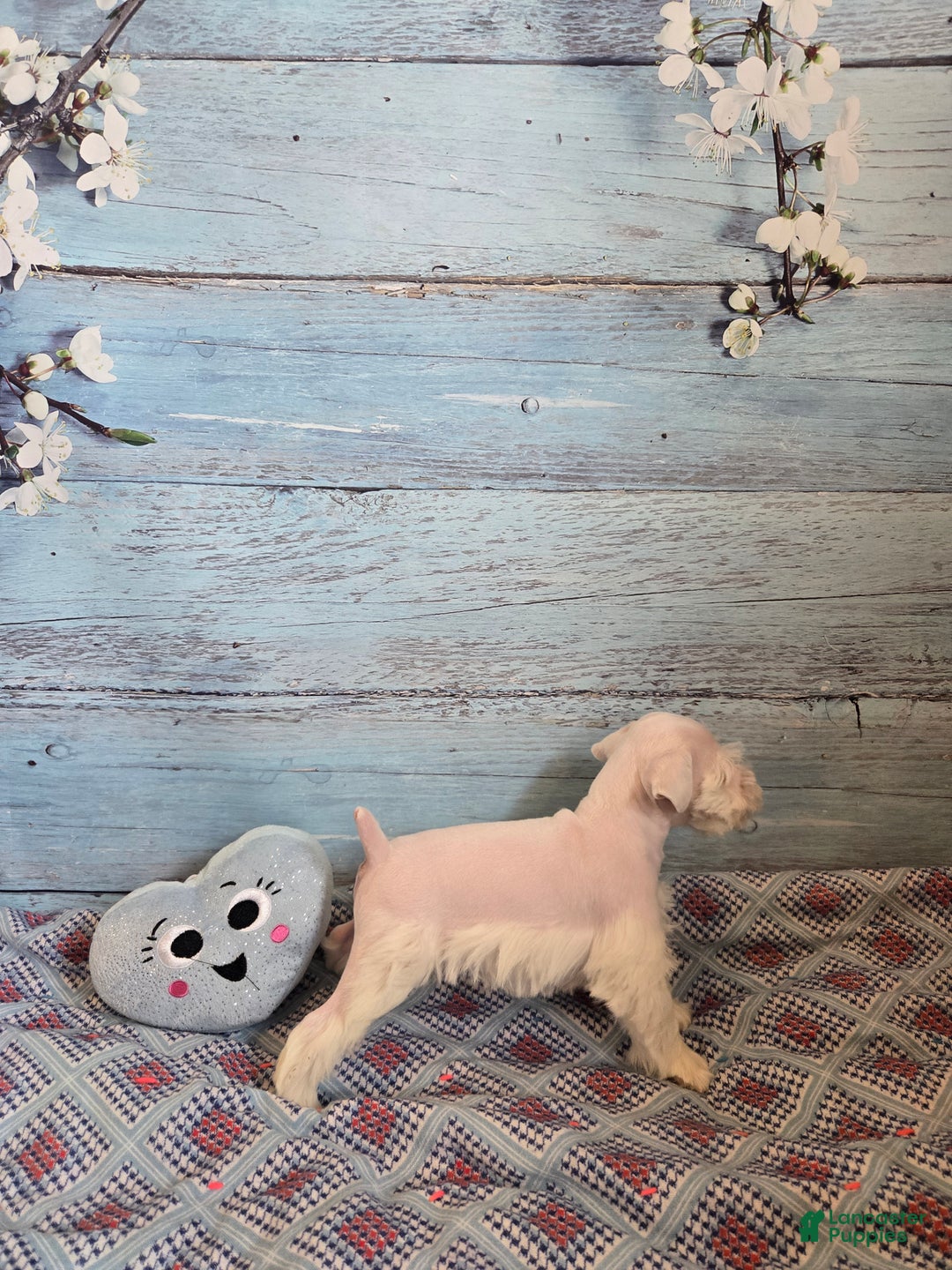 Miniature Schnauzer dogs for sale: OLAF, Miniature Schnauzer Puppy  - Ad 4