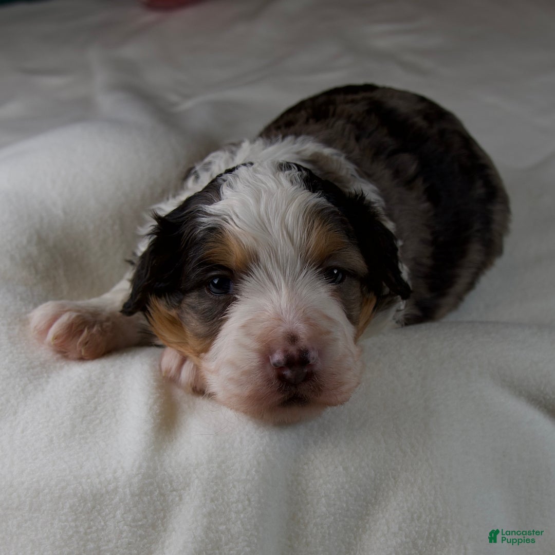 Mini Bernedoodle dogs for sale: Jolly Boy - Ad 5