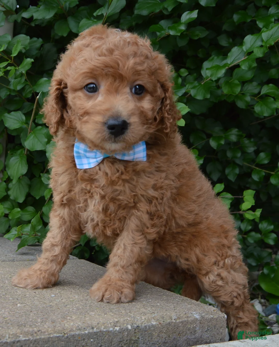 Mini Goldendoodle dogs for sale: Mini Ginger - Ad 2