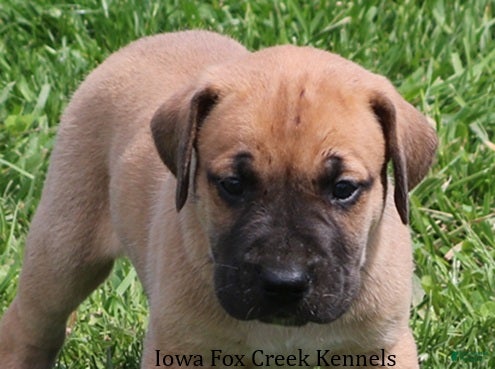 Mixed Breed dogs Bubba - Ad 32