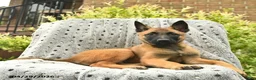 Belgian Malinois dogs for sale: Trixie  - Ad 2