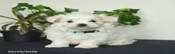 Maltese dogs for sale: Ollie - Ad 3
