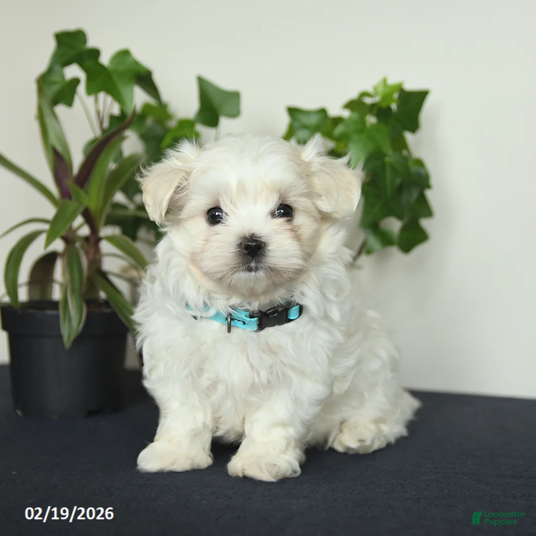 Maltese dogs for sale: Ollie - Ad 3