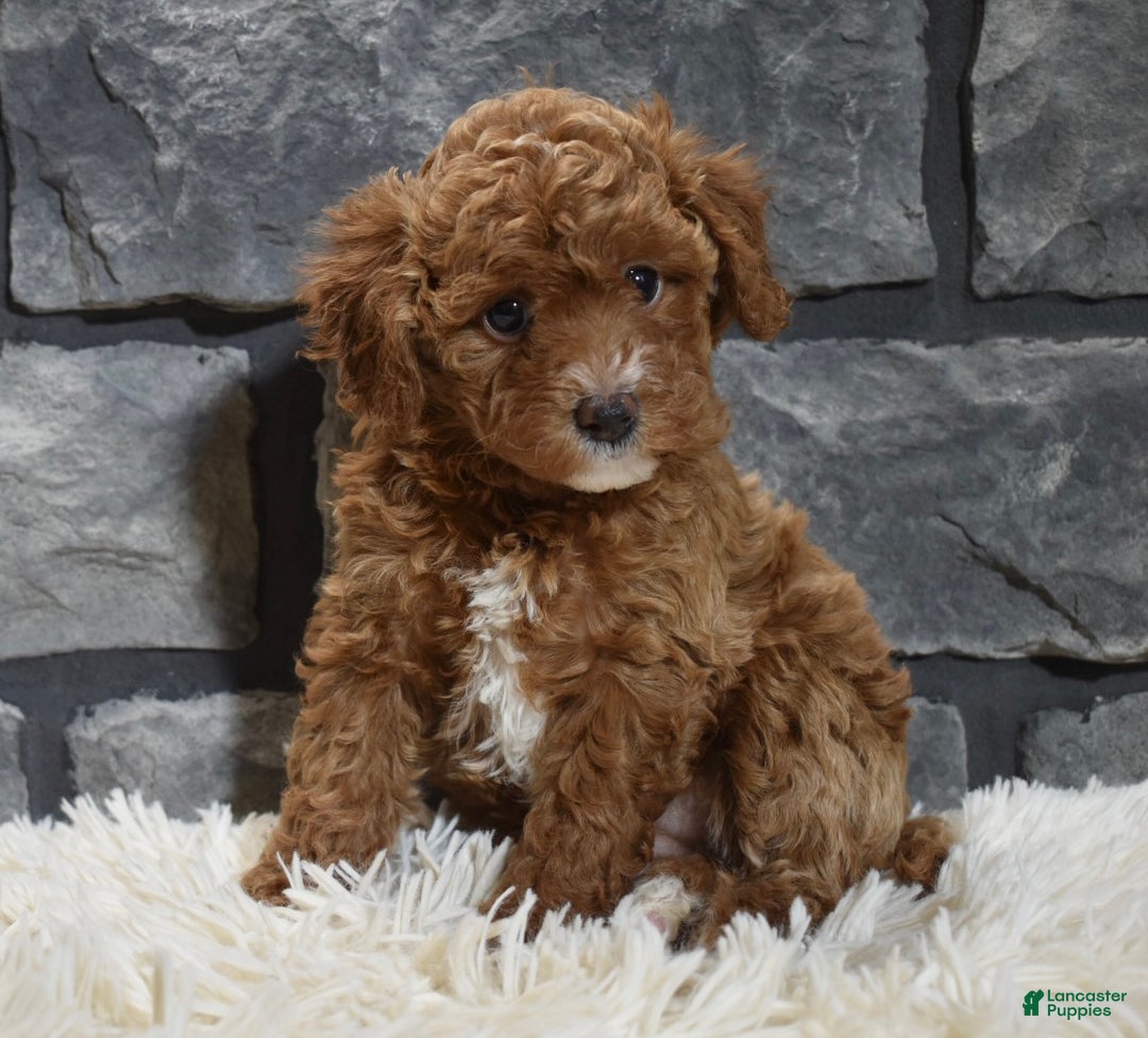 Toy Poodle dogs for sale: Callie  - Ad 3