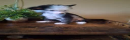 Chinese Crested dogs for sale: Blaze - Ad 7