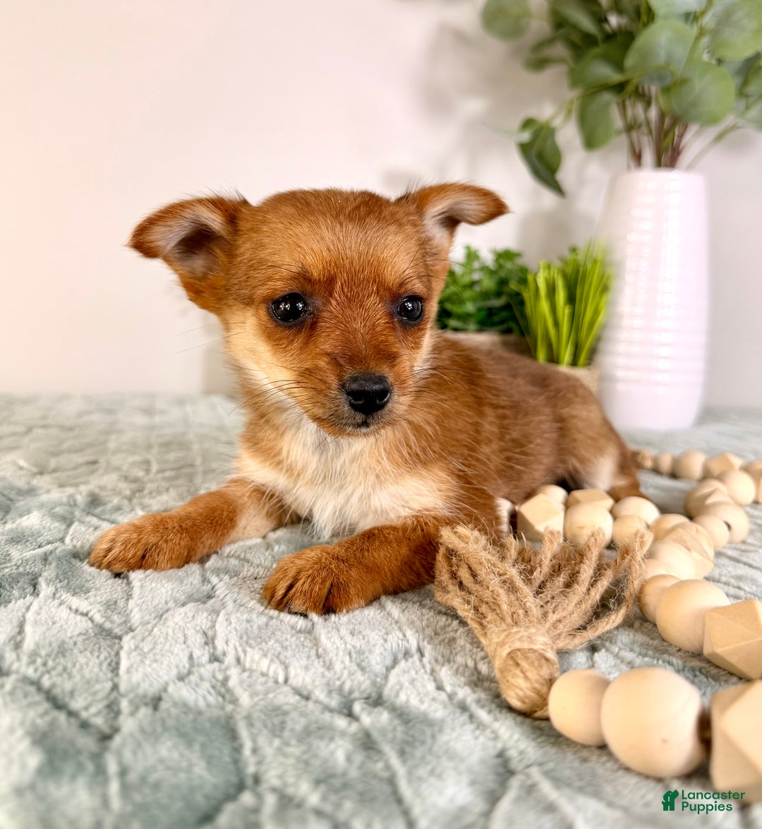 Mixed Breed dogs for sale: Poppy - Ad 2