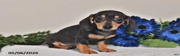 Miniature Dachshund dogs for sale: Jewel - Ad 1
