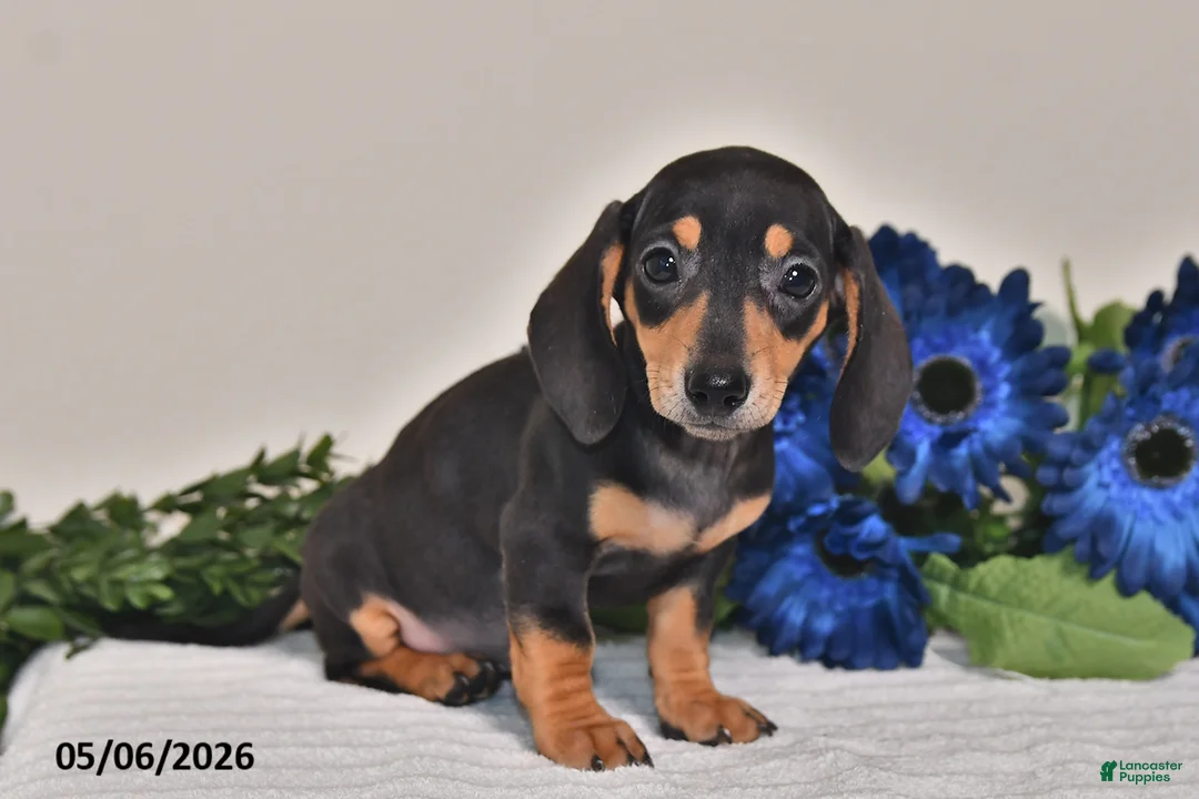 Miniature Dachshund dogs for sale: Jewel - Ad 1