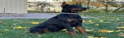 Doberman Pinscher dogs for sale: Selene - Ad 3