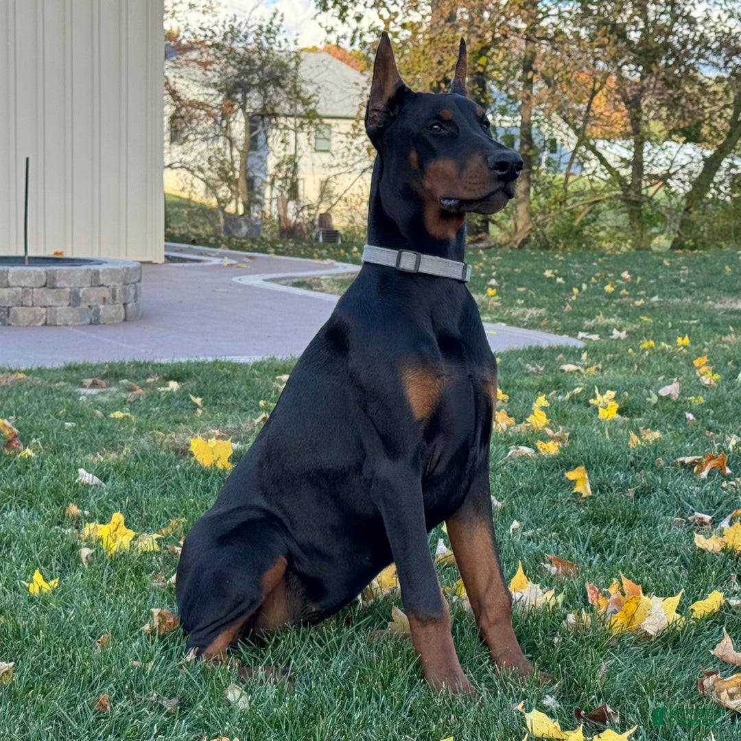 Doberman Pinscher dogs for sale: Selene - Ad 3
