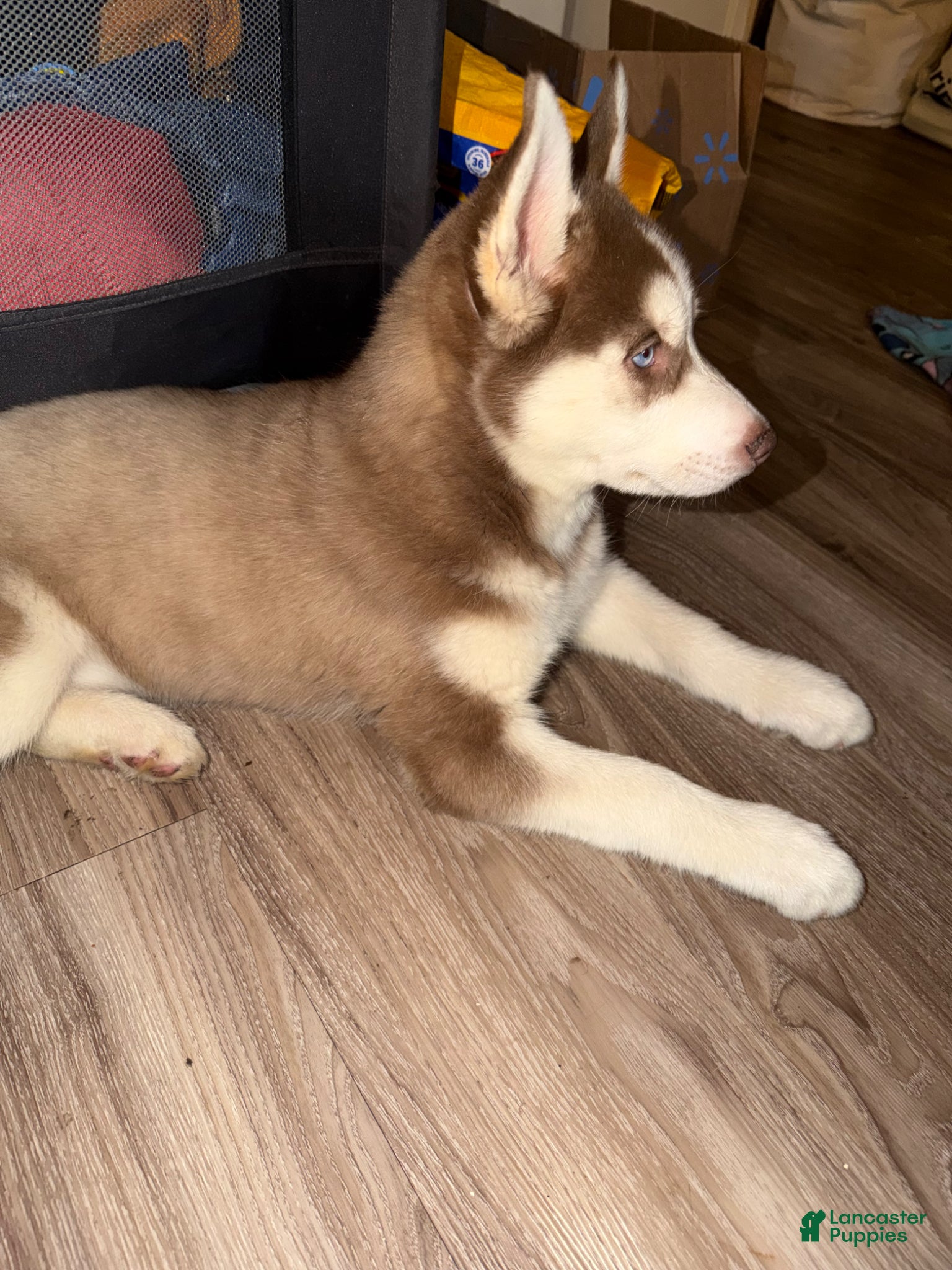 Siberian Husky dogs Siberian Husky Puppy  - Ad 38