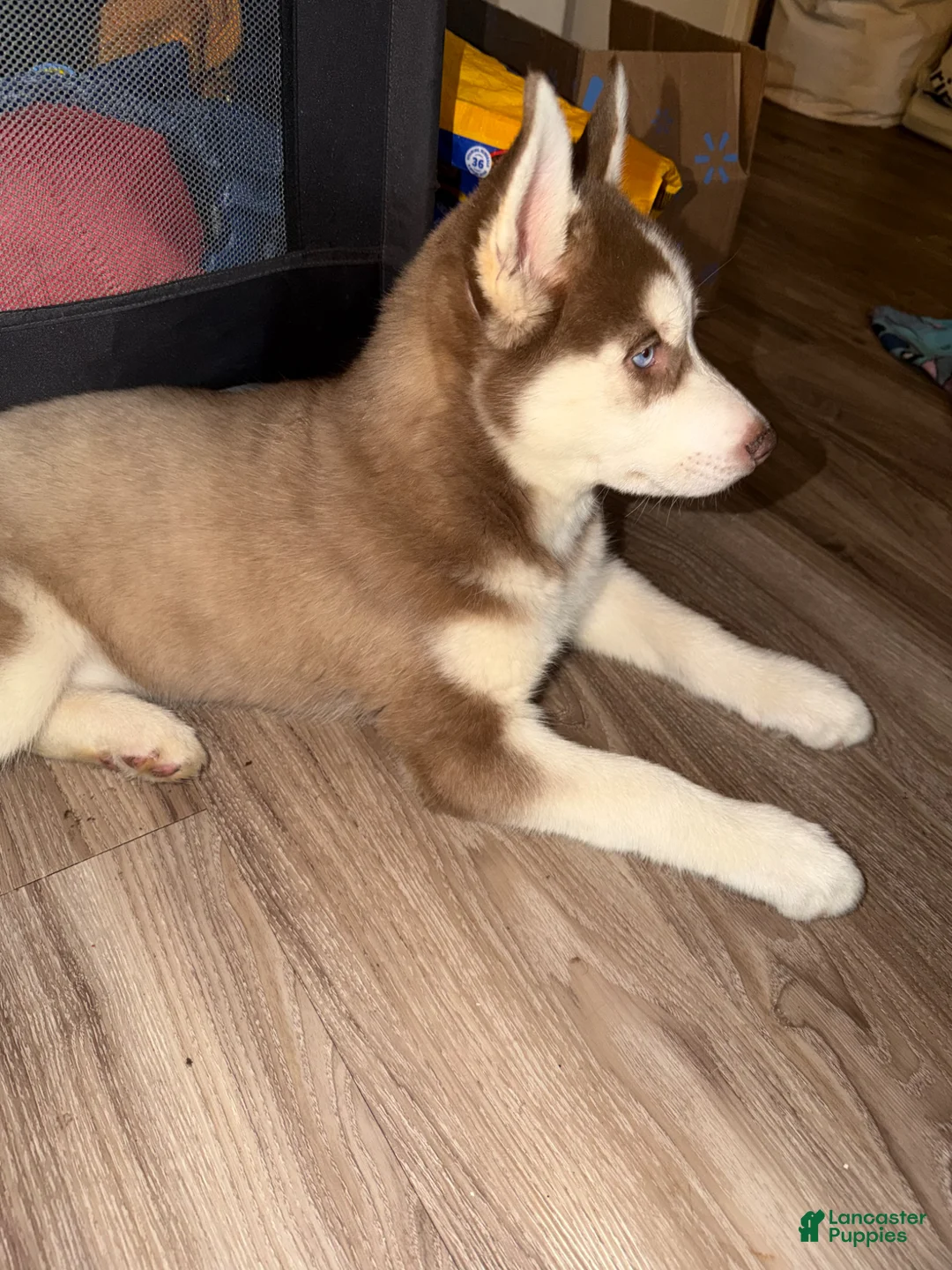 Siberian Husky dogs for sale: Siberian Husky Puppy  - Ad 1