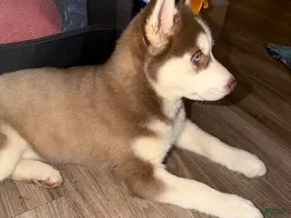 Siberian Husky dogs Siberian Husky Puppy - Ad 38