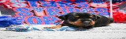 Doberman Pinscher dogs for sale: Boy 3 - Ad 1