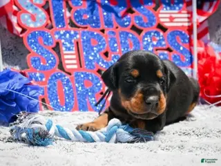 Doberman Pinscher dogs Boy 3 - Ad 30