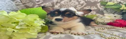 Welsh Corgi Pembroke dogs for sale: Maci - Ad 4